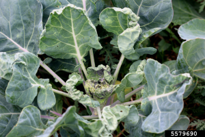 a light-green cabbage plant viewed from above. The central leaves are distorted due to aphid damage.