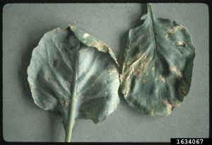 Two cabbage leaves, both infected with downy mildew. On the left, the lower side of the leaf has a grayish fuzzy growth, and on the right the upper side of the leaf has dry yellow-brown lesions.