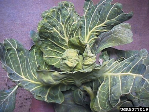 a virus-infected cabbage plant. The leaves are twisted and distorted