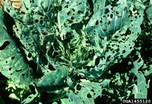 A cabbage plant with many holes in its leaves