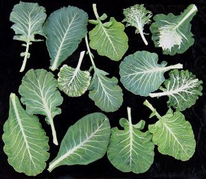 A selection of collard green leaves, laid out flat against a black background.