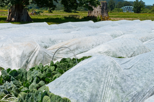 A field of collard greens with white covers supported by metal hoops.