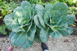 Two large heads of collard greens, seen from above