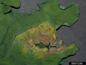 a green kale leaf with a yellow patch with a brown, crusty center