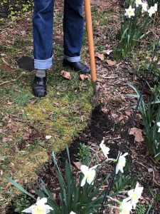 using a flat-edged spade to neaten edge of ornamental bed. by Cathy Caldwell
