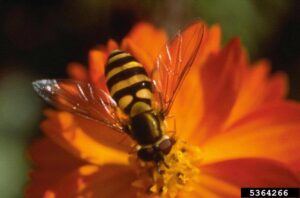 photo of a syrphid fly, looking a lot like a wasp, on an orange flower
