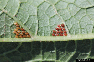 several yellow-brown ovate squash bug eggs on the underside of a green leaf