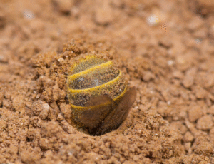 the yellow and black striped rear end of a bee sticking out of the ground as it burrows into the soil