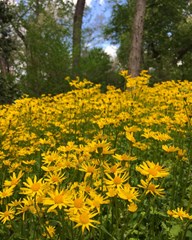 many yellow Packera obovata flowers in a field with trees against the horizon