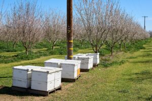 several white boxes containing beehives sit on green grass amongst rows of flowering almond trees stretching off into the distance