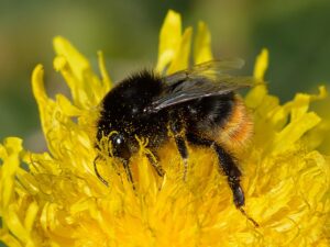 a dark bee with a yellow rump, covered in yellow pollen, on a yellow flower
