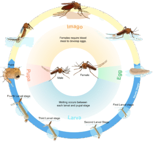 A diagram showing the developmental stages of mosquitos: egg, 4 larval stages, pupa, and adult