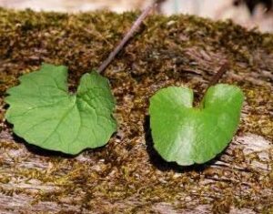 two green roundish heart-shapes leaves on a brown surface. On the left, garlic mustard. On the right, violet. The garlic mustard leaf has prominent veins and a scalloped perimeter. The violet leaf has a smooth perimeter and no obvious veins.