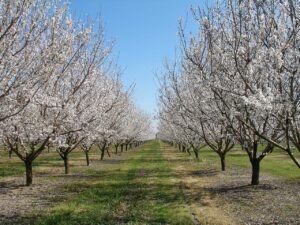 Two parallel rows of almond trees with white flowers stretch into the distance.