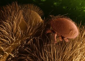 A scanning electron micrograph of a Varroa mite, looking like a hemisphere with eight legs and two antennae sticking out of its front, on a hair-covered honeybee.