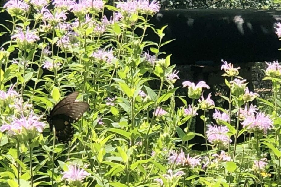 Monarda fistulosum in July by Cathy Caldwell