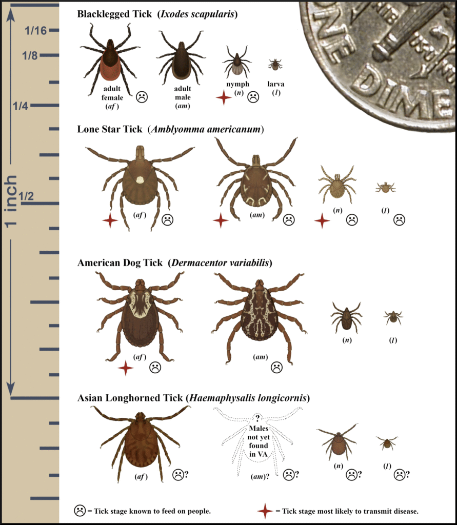 a chart showing the common ticks that bite humans in Virginia: blacklegged/deer tick, Lone Star tick, American dog tick, and Asian longhorned tick