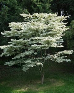 Kousa dogwood (Cornus kousa) covered with white flowers, on a green lawn in front of green trees