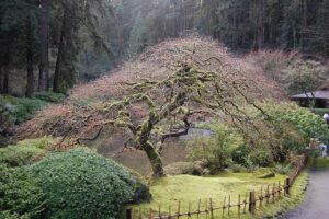 A Japanese maple (Acer palmatum) in January. There are no leaves, revealing the elegantly curving branches.