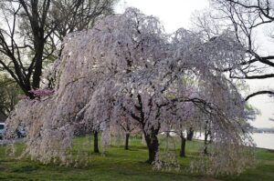 A weeping cherry tree with its branches, covered in white-pink flowers, drooping all the way to the green grass. The Potomac River is in the background, to the right.