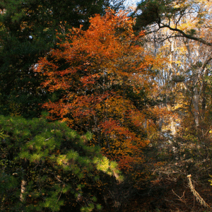 orange-leafed serviceberry (Amelanchier) tree in amongst green pine trees.