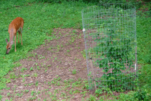 a small brown deer is browsing on the grass; nearby, a serviceberry tree is enclosed by a wire fence.
