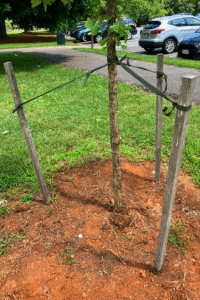 The trunk of a small tree is held by 3 fabric straps that are each tied to a stake driven into the red soil. Green grass is in the background