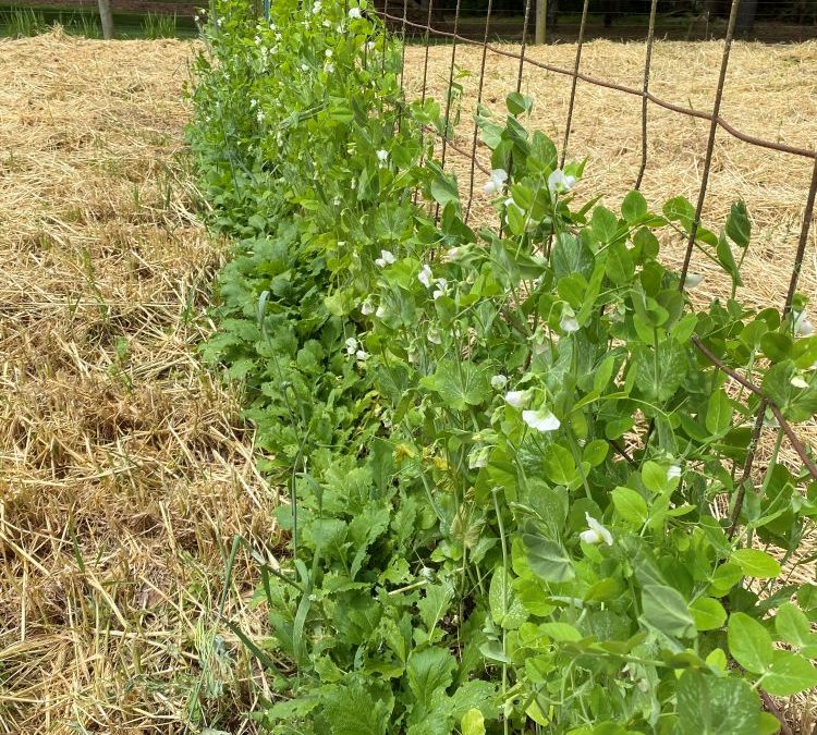 Vertical Vegetable Gardening with Trellises, Stakes, and Cages