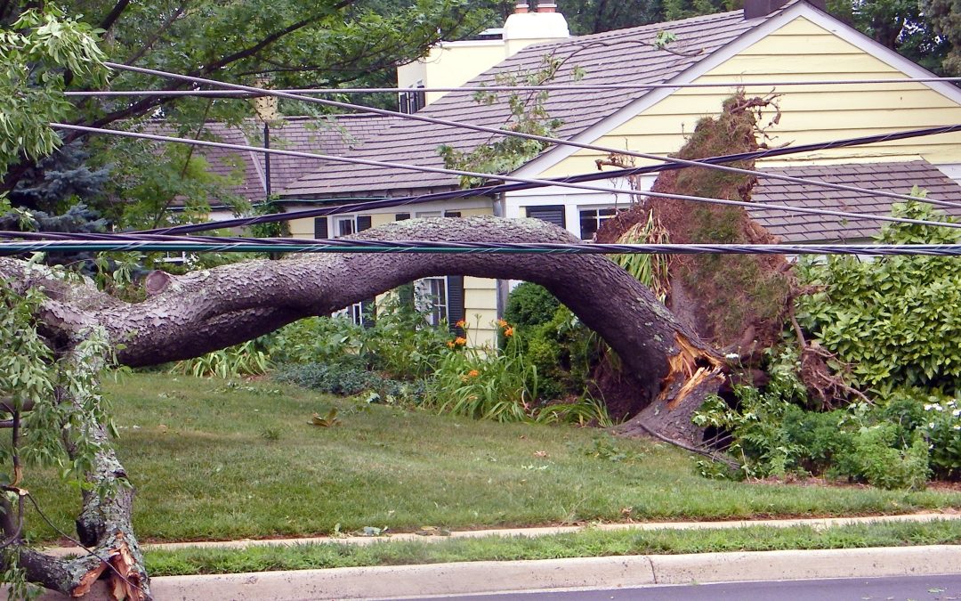The Storm Before the Calm: Preparing an Ornamental Garden for Construction